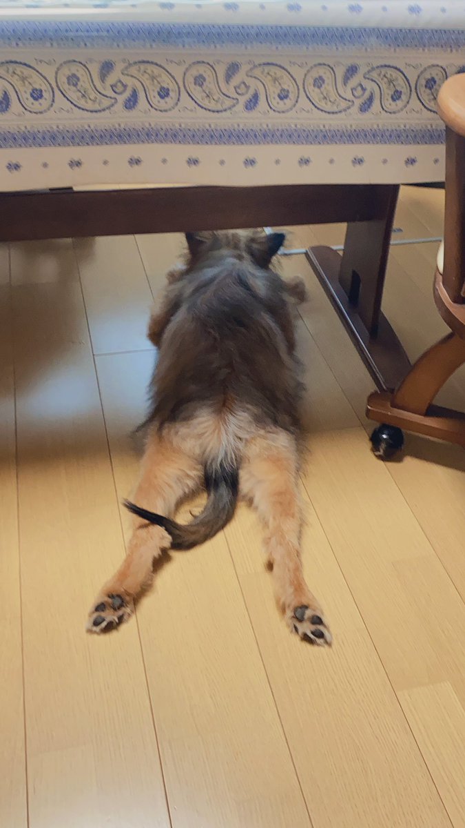 足がびよーん😹