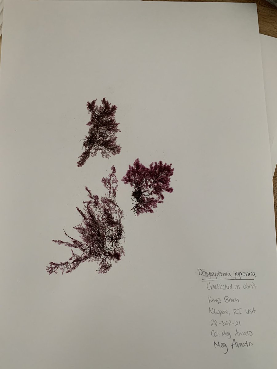 meg_amato's tweet photo. my two favorite #seaweed presses of my 30 species herbarium collection! think i’ll frame them and use them as christmas presents 🎁  #algae #sayitwithseaweed @myrwu @bwysor_getalgae @rwusciences https://t.co/KQJt8gpJXG