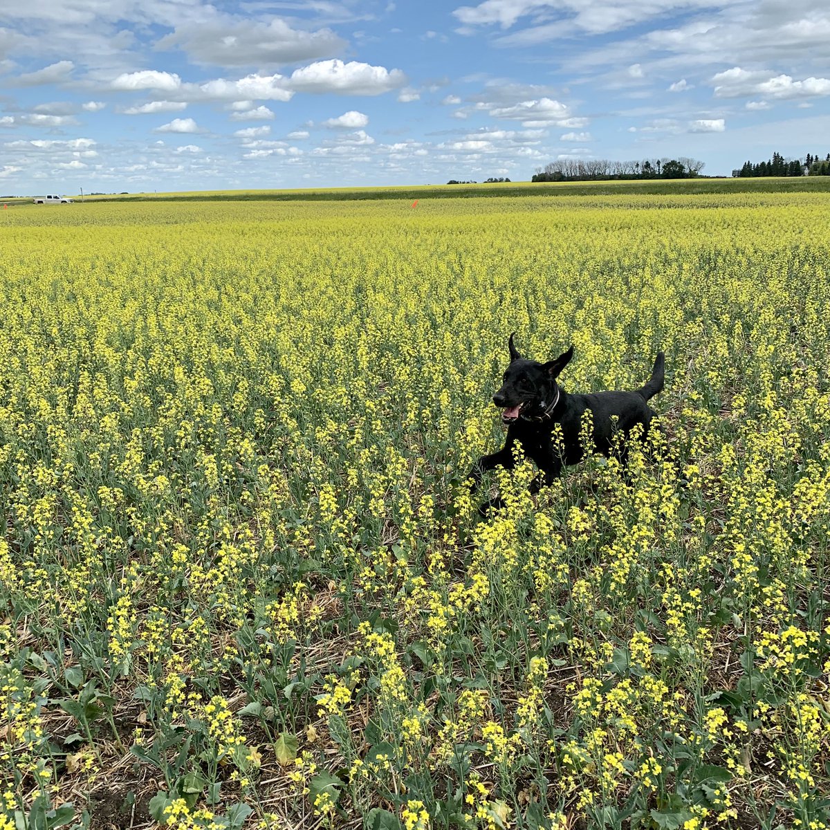 Thinking about field season on these snowy days ☀️
#FarmLifePhotoContest #beau
<a href="/FieldViewCanada/">FieldView Canada</a>