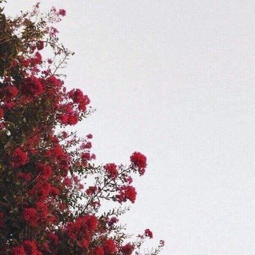 Mesma árvore, estações diferentes.
Vai passar.