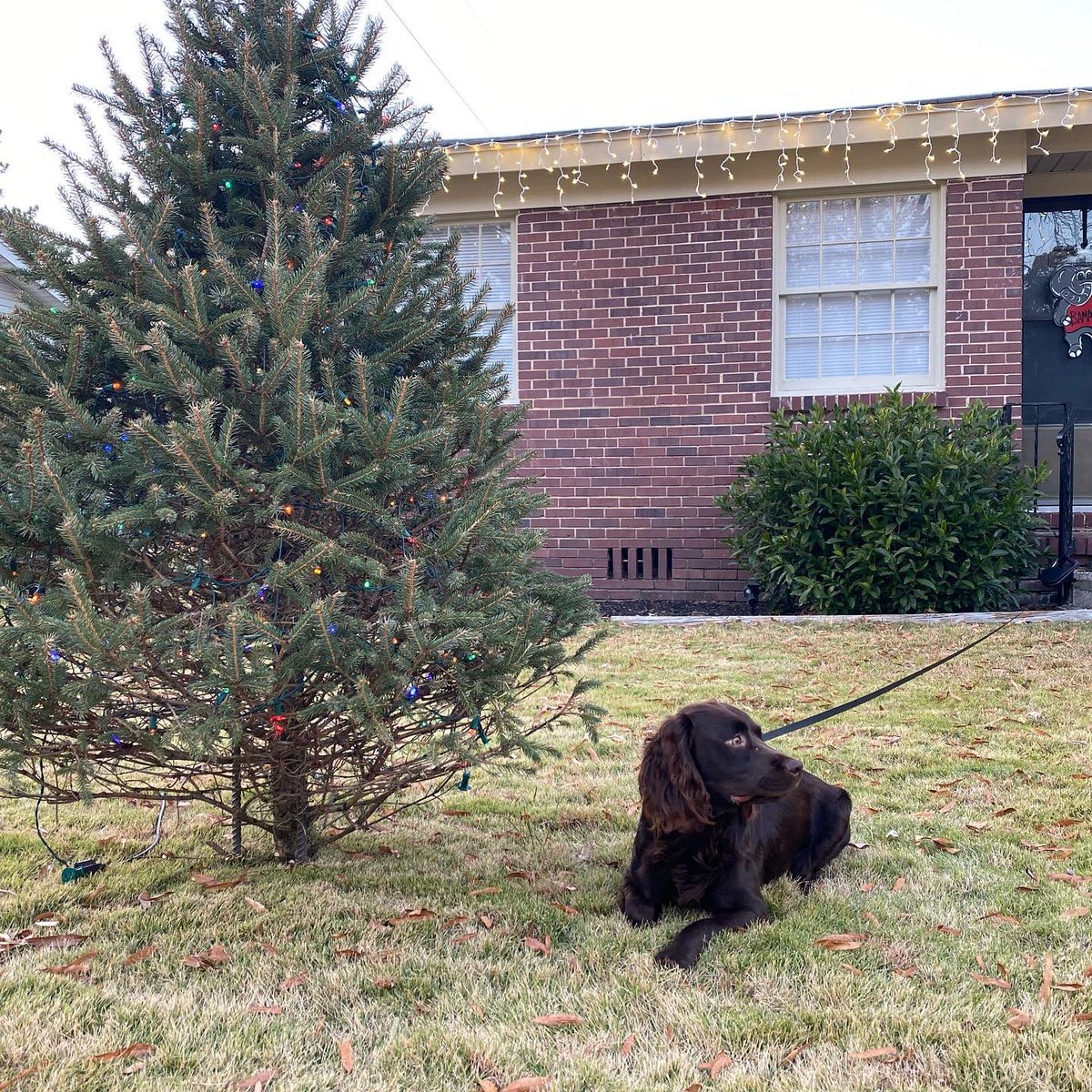 hitchleash's tweet photo. Doc testing out @hitchleash and getting some front yard time today enjoying his Christmas decorations. Look at those eyes!

#dogsoftwitter #pets #Christmas2021 #crowdfunding #Kickstarter #gooddog #doggo https://t.co/NoyCVFLCdx