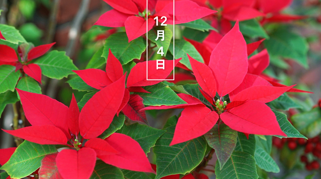 暦生活 こよみせいかつ 10周年 A Twitter ポインセチア 花の日めくり 花言葉 祝福 11月にかけて 茎の上部の葉が鮮やかな赤に色づきます キリストの血を思わせるので クリスマスフラワーとも 和名はショウジョウボク 猩々木 です 暦生活webサイト