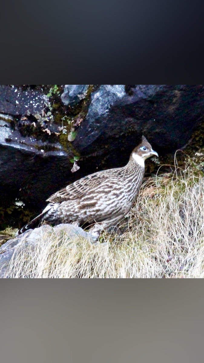 ashpan0080's tweet photo. #Monal #uttrakhand #birding #birdphotography #birdsofhimalaya #Himalaya #birdwatching #Canon #birds https://t.co/qWSflrBVPn