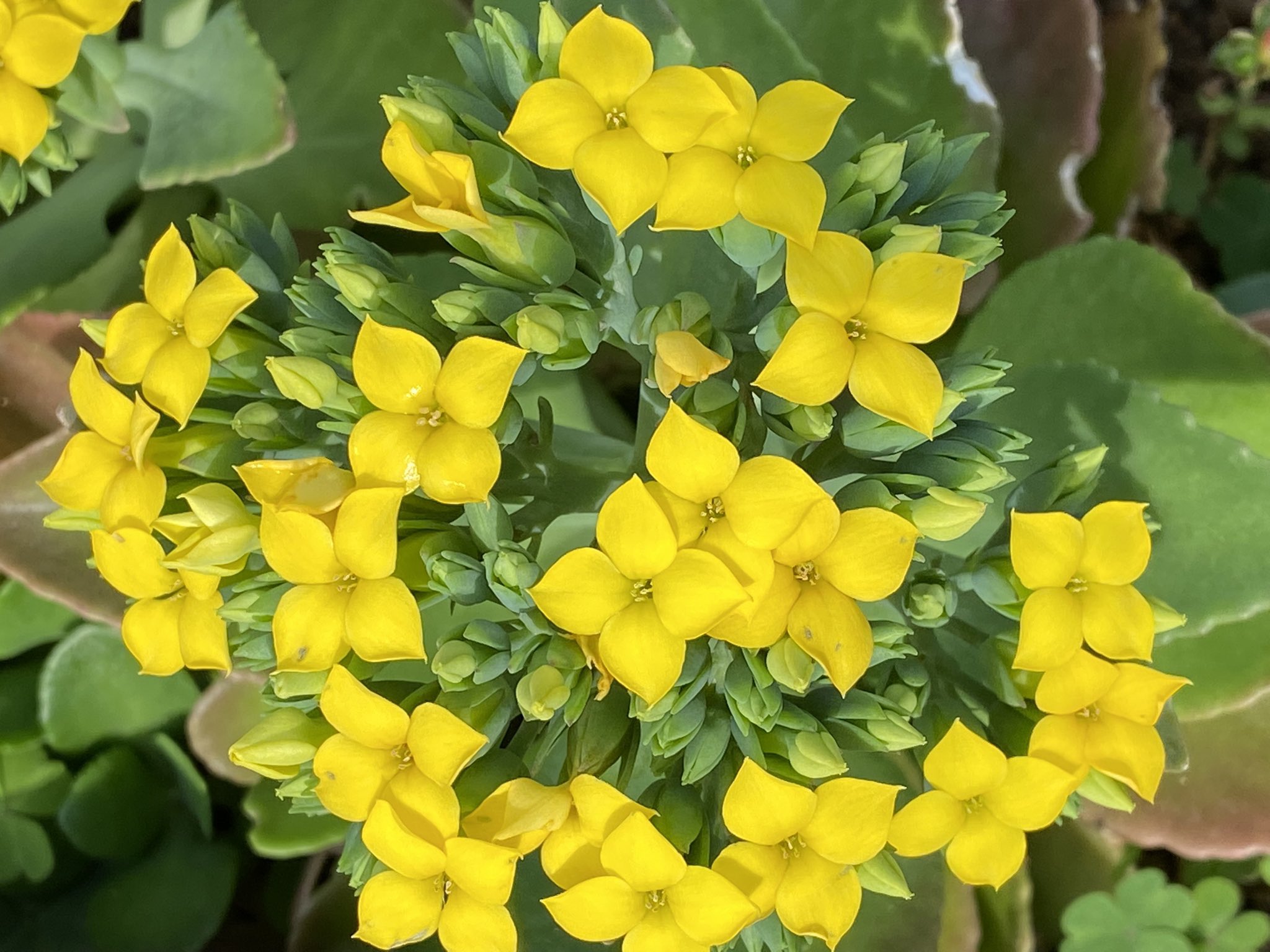 魔法使いサリー カランコエの花言葉 公園 幸福を告げる 沢山の小さな思い出 あなたを守る おおらかな心 色々に気をつけてお過ごし下さいﾆｬ T Co Bhh5ya9tyj Twitter