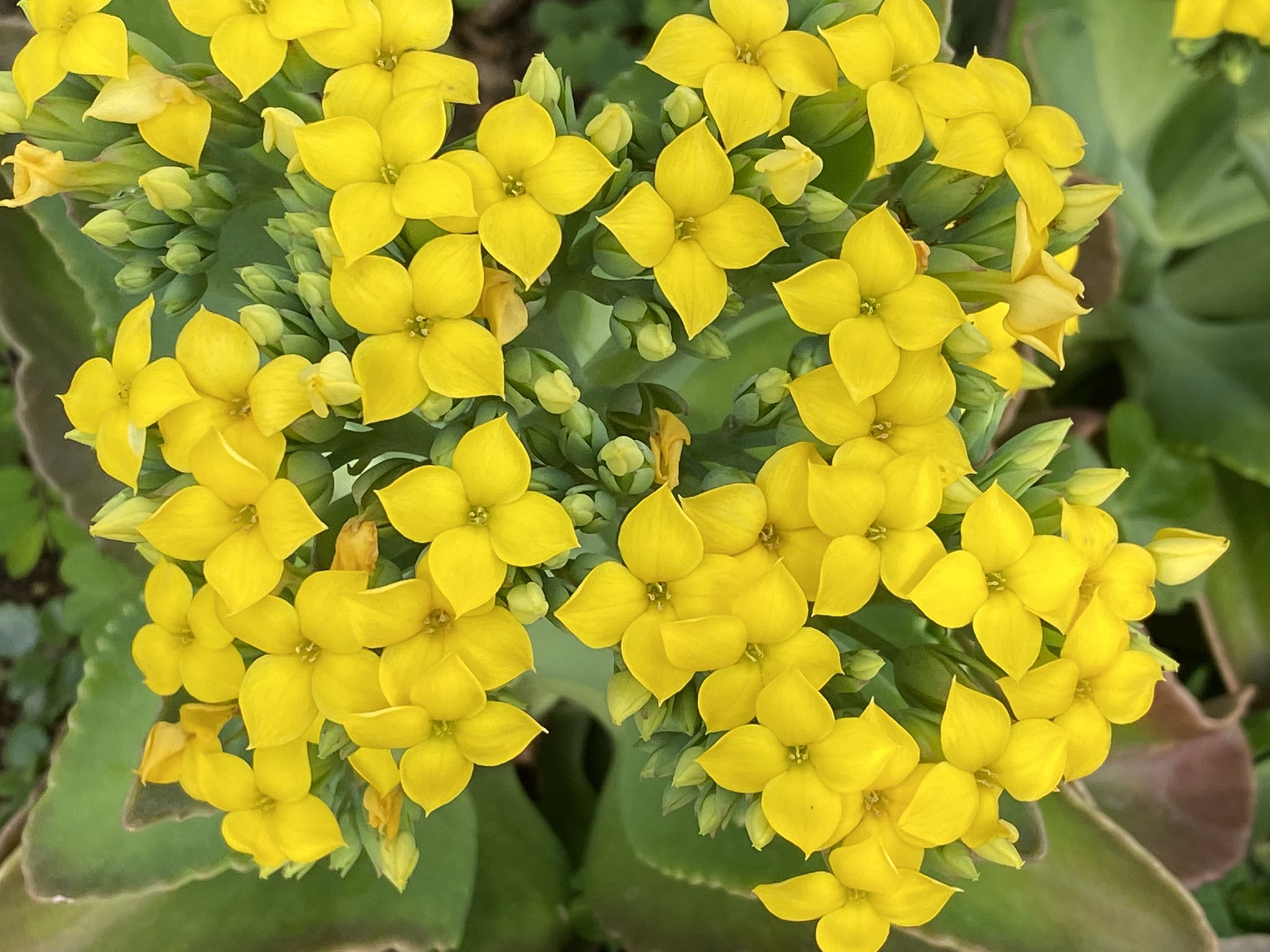 魔法使いサリー カランコエの花言葉 公園 幸福を告げる 沢山の小さな思い出 あなたを守る おおらかな心 色々に気をつけてお過ごし下さいﾆｬ T Co Bhh5ya9tyj Twitter