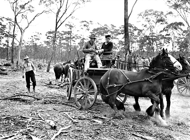 December 1943.
#Wehrmacht soldiers captured by Australian infantry in North Africa from April '41 to November '42 were transported for internment in Australia.
German POWs here skilfully control a fine team of Australian horses as they collect firewood near one of many POW camps.