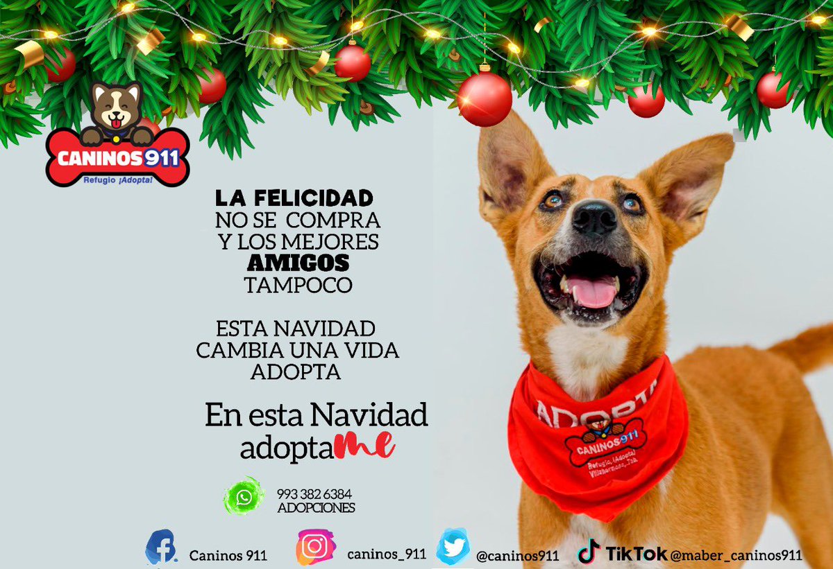 caninos911's tweet photo. 🛑¿Nos ayudan?🛑

🐾Elige la imagen que más te guste 

🐾Copia y pega la imagen que hayas elegido en tus perfiles de tus redes sociales

🐾Solo sería por el mes de diciembre 🙏🏻

🐾Comparte nuestra publicación para llegar a muchos corazones ♥️

#Caninos911 https://t.co/jaSWRG06Dz