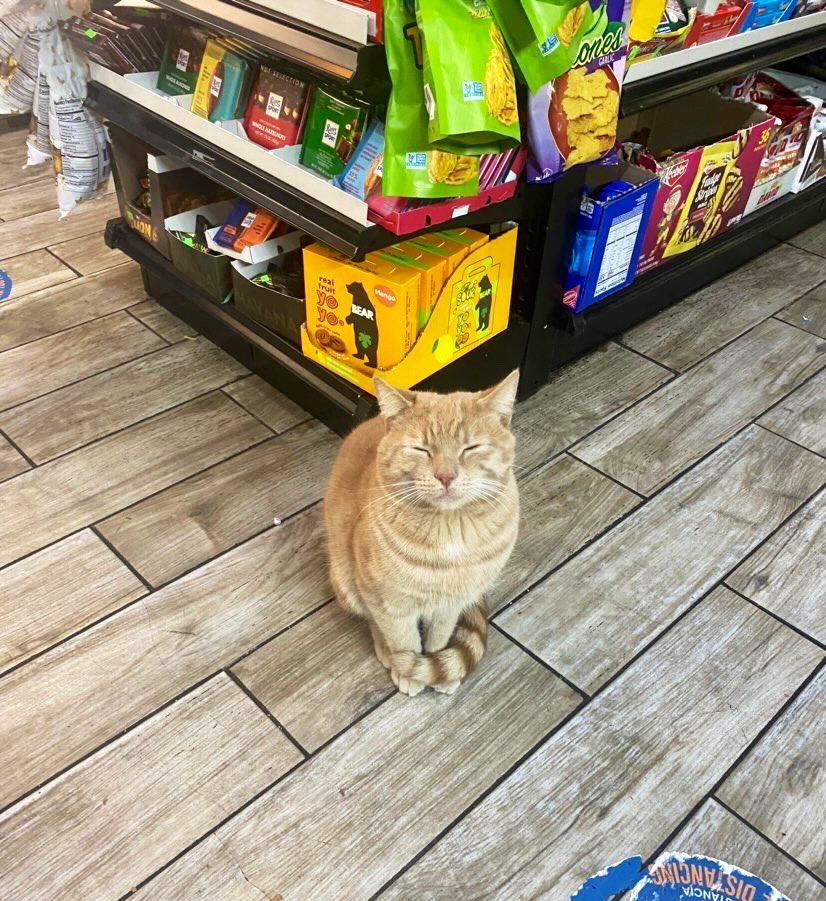 Bodegacats_'s tweet photo. https://t.co/30wB47NQlh