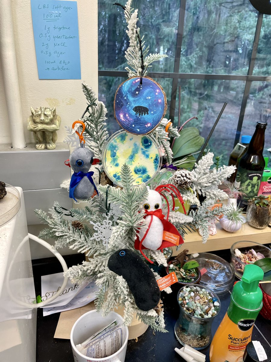 markowenmartin's tweet photo. My #MicroMas tree is up in my lab. I just need to rig microbial fuel cell powered lights, right @pgirguis ? https://t.co/QYBHhtSeBl