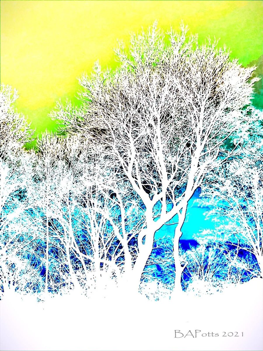 #ArtisticFlair #Winter #WinterFrost #VisualArtist #PhotographicArt #StudioBArtisticPhotography #Trees #Silhouette