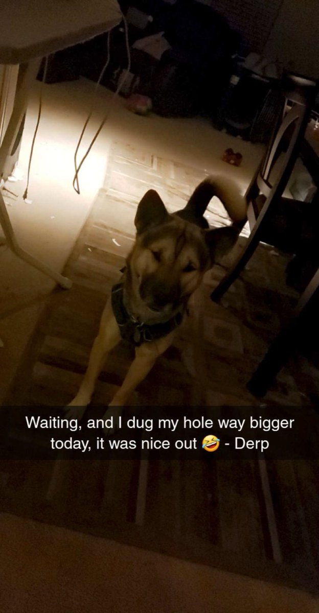Shiba_Snuggles's tweet photo. https://t.co/mTO1sDXWVg