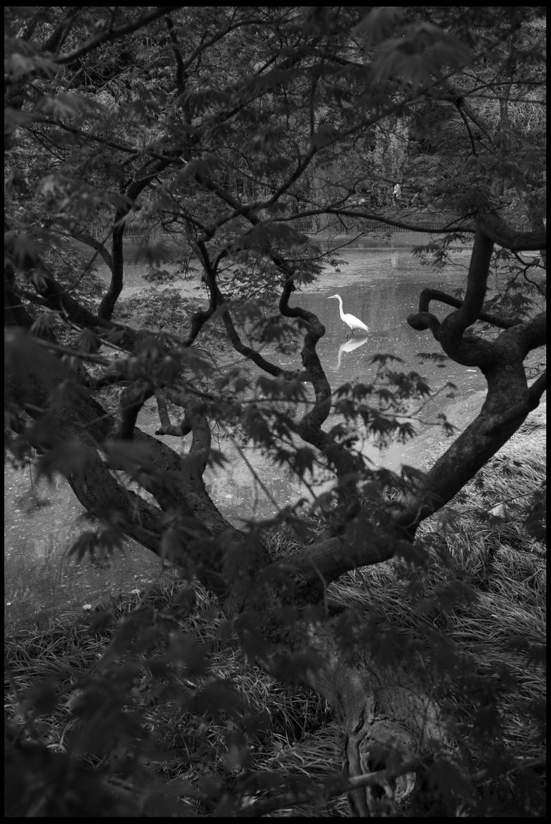 CognatePhotos's tweet photo. Bird of the Garden

Photo taken by Jimmy Tu

https://t.co/OUOzJR0ZOr

#photography #photooftheday #image #blackandwhite #monochrome #blackandwhitephotography #bw #bnw #bnw_society #bnw_life #bnw_lover #bnw_captures #travel #camera #photojournalism https://t.co/o2AMEW9o8b