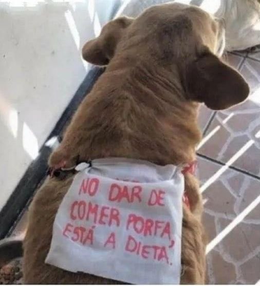 DiloConPerritos's tweet photo. Te quiero mucho perrito tragón. https://t.co/TnnEE9QvlV