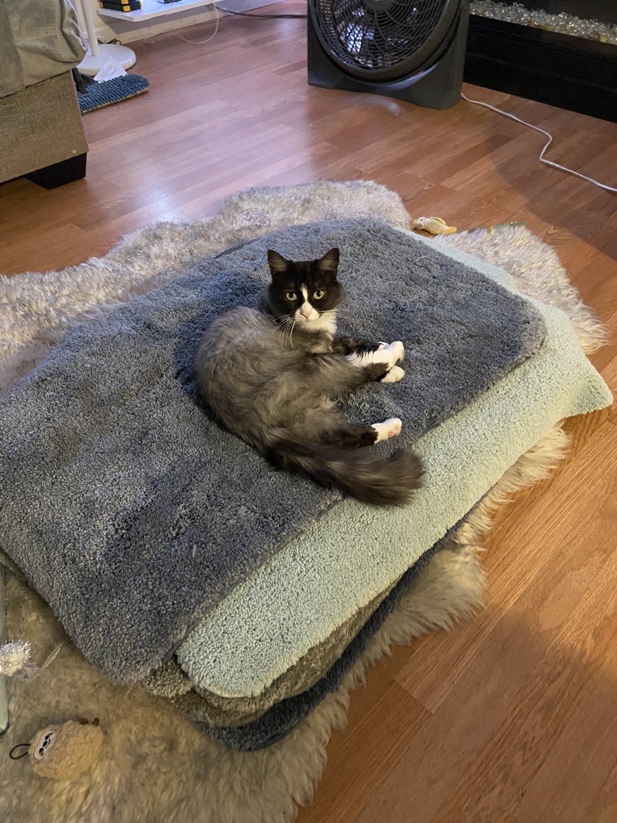 Ohh you didn’t set these out for me to lay on??
