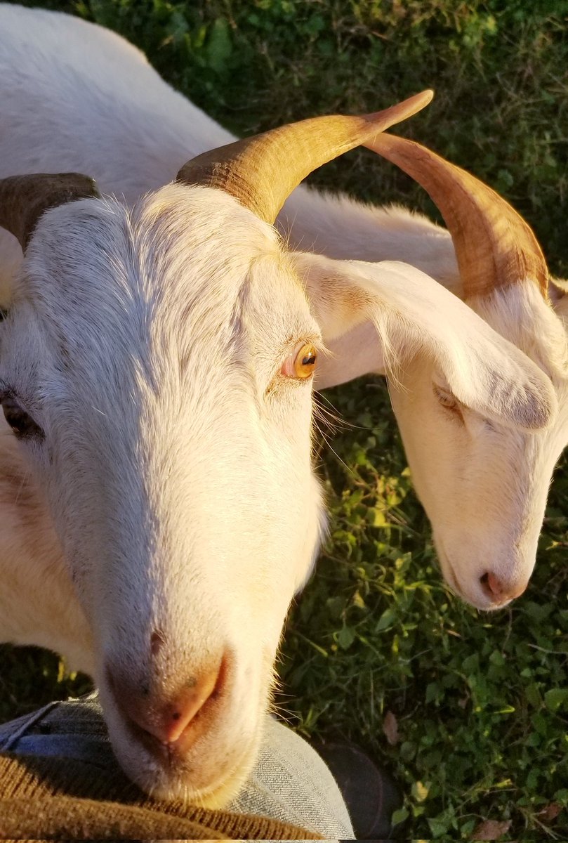 Cicero's Library tweet media