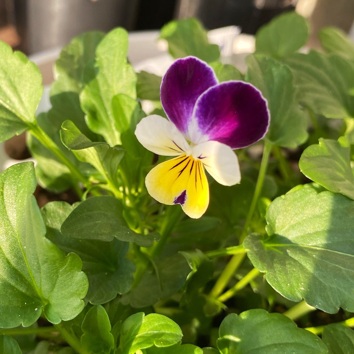 드디어 피었다 탬팬지! 삼색제비꽃 💖
#짝궁의_팬지농장일기 #팬지농장일기