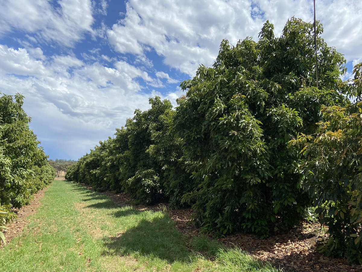 AdrianEngle1's tweet photo. This week I visited Goulburn and Murray Valley growers and representatives from the Summerfruit, Processing Tomato, Apple and Pear, Avocado, Turf and Nursery industries. Discussions included the DRAFT Hort Innovaton South East regional extension plan. @Hort_Au https://t.co/75AwJd3RCQ