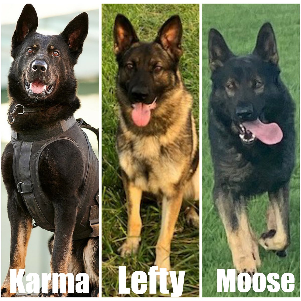 LMDRCMP's tweet photo. Karma, Lefty and Moose are resting following a busy night shift in the #LMDRCMP after catching 3 bad guys stealing from hard working citizens. #IPDS #I_Teams #K9Heroes https://t.co/isYd8Kk296