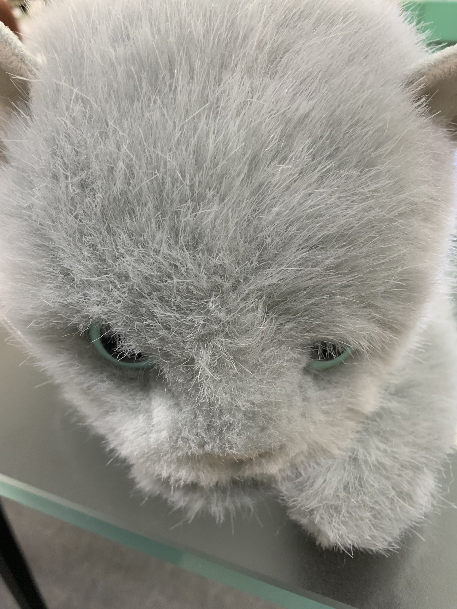 ぬいぐるみの童心【公式】🥺 on X: 