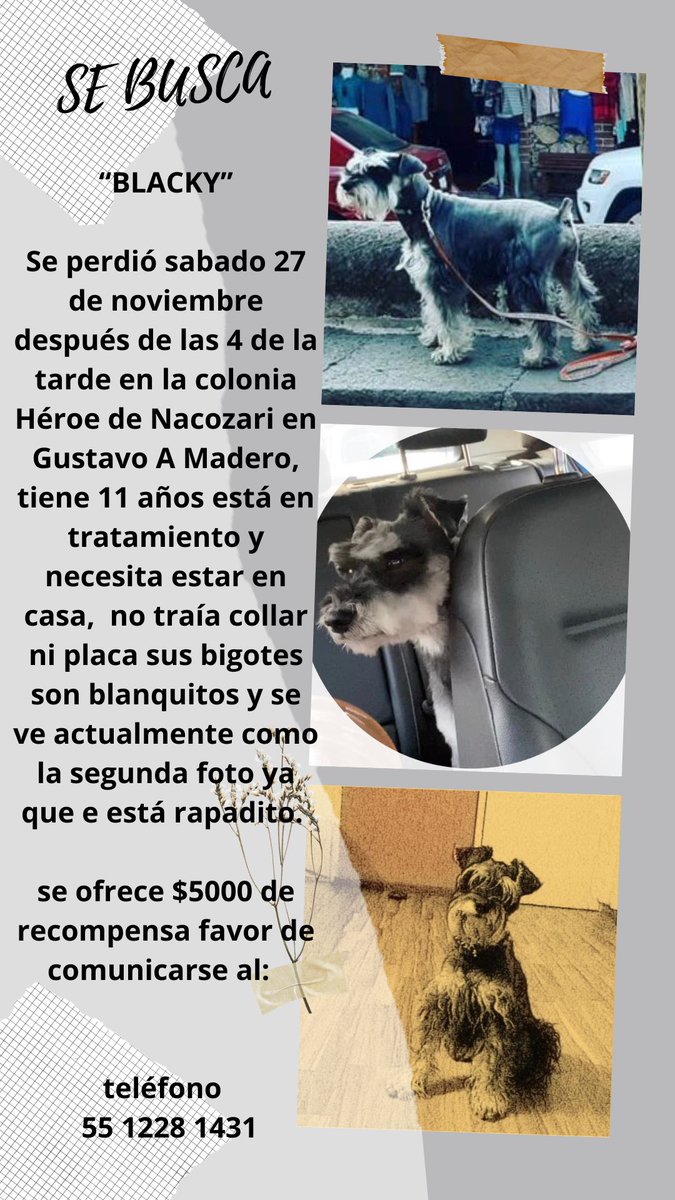 claustrenuous's tweet photo. @AdoptaCDMX perdido sábado 27 de nov en #gustavoamadero colonia #heroesdenacozari https://t.co/1zwy1lrQtJ