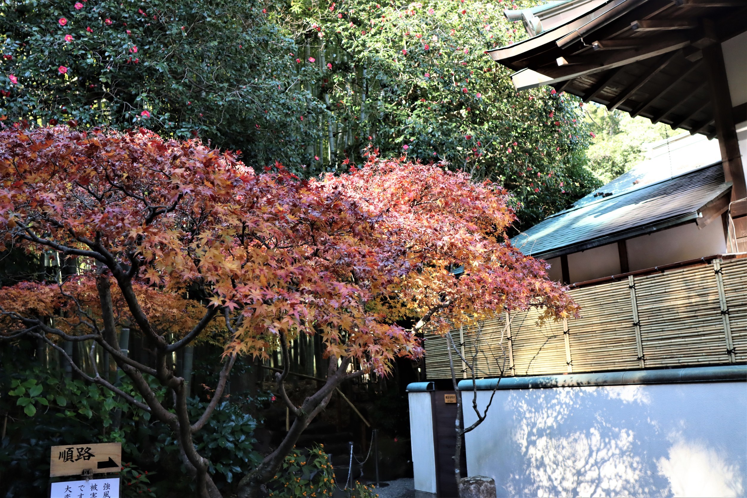 Komi Show 鎌倉竹の庭 報国禅寺 鎌倉 21 12 02 パッと見た感じ 京都の嵯峨野の竹林 かと思わせるような雰囲気 鎌倉の竹の庭 竹の寺と言われる 報国禅寺 鎌倉で好きなお寺の1つ 報国寺 報告禅寺 鎌倉 臨済宗 Kamakura 竹の寺 竹の庭