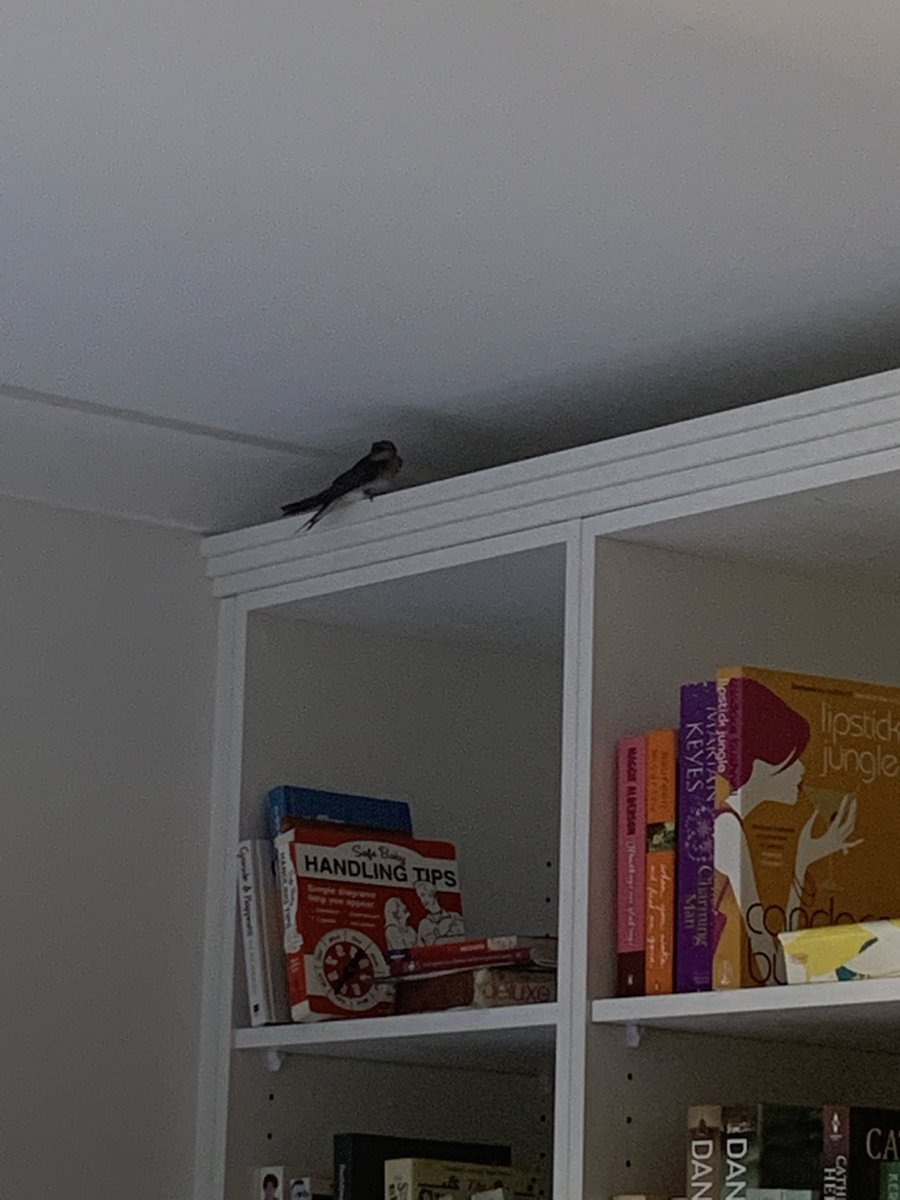 j0sharp's tweet photo. Did not have this on my to-do list for the day.
#birdcatching https://t.co/3qSuxIcAv4