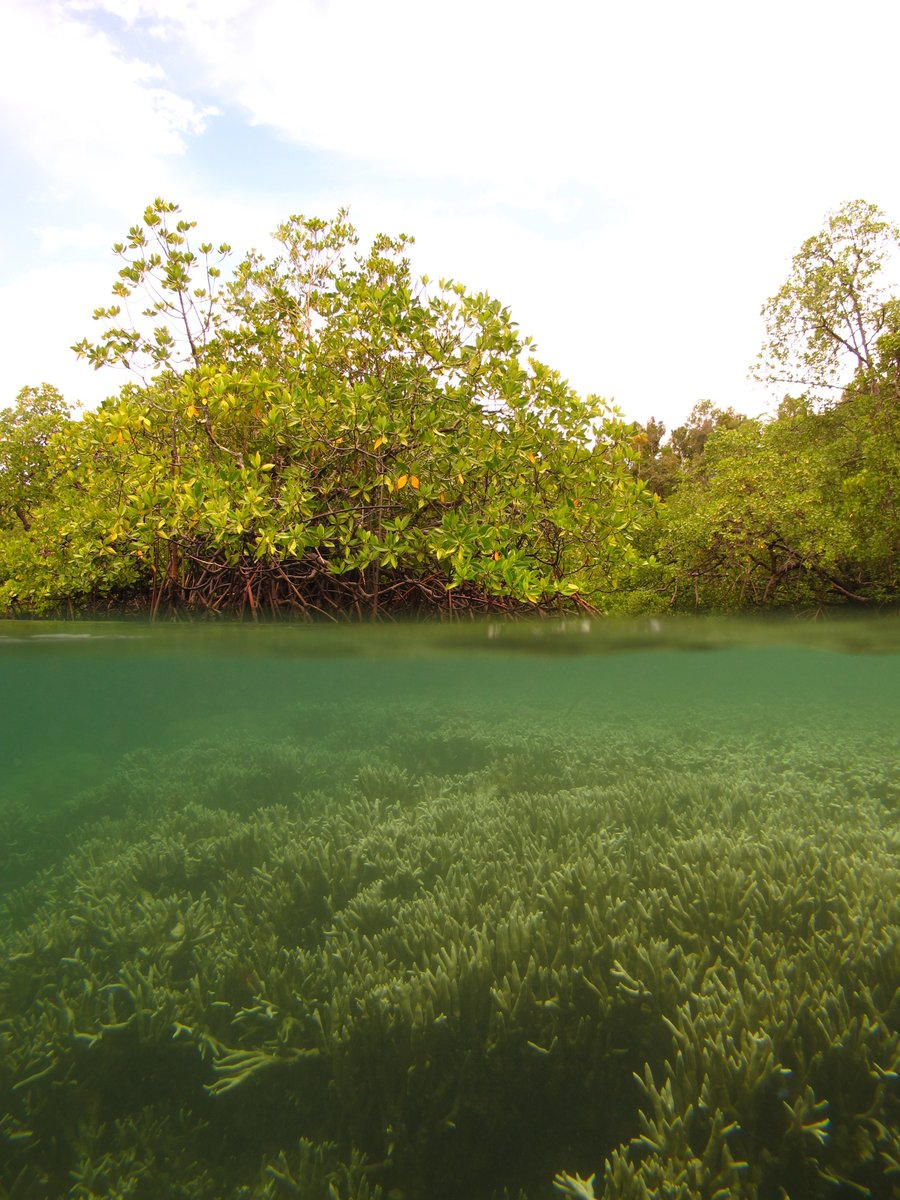 saunders_meg's tweet photo. New Research Scientist position - Quantitative Coastal Ecologist. Join our team @CSIRO #GenerationRestoration #NbS coastal marine ecosystems. 5yr term open to all candidates. Closing 20 Feb 22. https://t.co/YOzjX5hxk1 https://t.co/7bsk4M7LRS