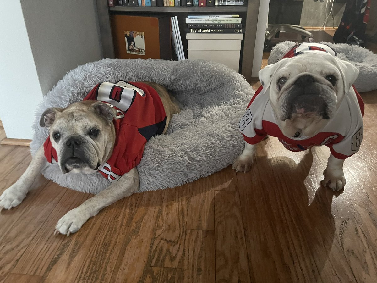 OvietheBulldog's tweet photo. IT’S HOCKEY O’CLOCK! #ALLCAPS #LETSGOCAPS #ROCKTHERED #GAMEFACE Bounce back from that awful collapse! #CapsBulldog #CapitalsBulldog https://t.co/eXmCWZcSBA