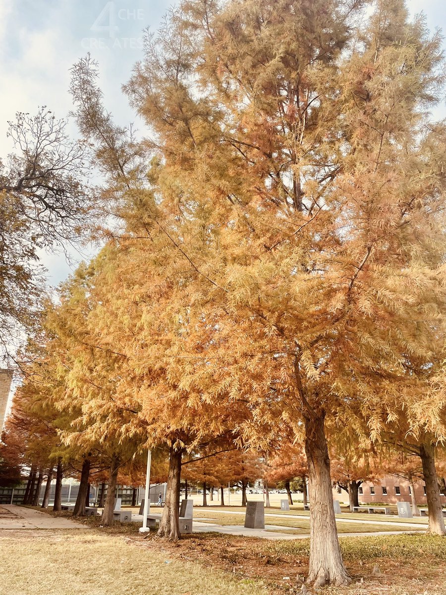 4cheCreates's tweet image. ｓｅａｓｏｎｓ🍃🍁🍂