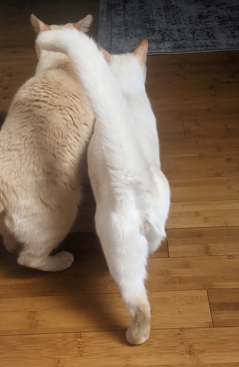 housesandme's tweet photo. Thinking it was time for an early dinner, but all they saw was the camera. They turned around in a bit huff and left!! #flamepoints https://t.co/FqkRRYfPGi