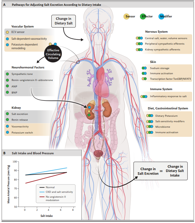 CardioNerdsJC's tweet photo. Final food🥕🥕 for thought💭💭!!
An incredible editorial @NEJM explains multiple pathways for salt excretion
#CardsJC #SSaSS https://t.co/qv6ViumOrH