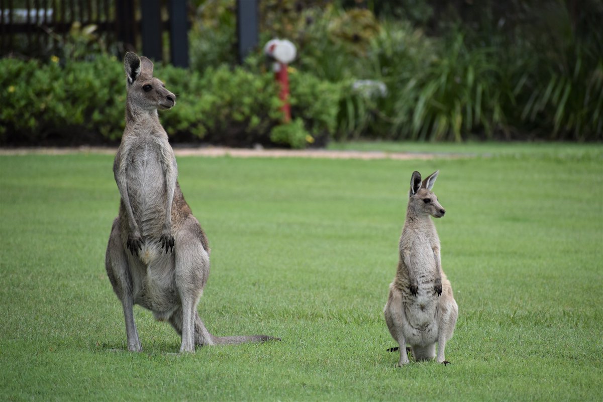 Katrin Hohwieler, PhD π¨ (@katrinhohwieler) on Twitter photo Seeing the roos on <a href="/usceduau/">UniSC: University of the Sunshine Coast</a> campus makes everything better. Feeling so lucky to have these guys around. Let's keep it that way!
#lookafterourmob #kangarooconservation Seeing the roos on <a href="/usceduau/">UniSC: University of the Sunshine Coast</a> campus makes everything better. Feeling so lucky to have these guys around. Let's keep it that way!
#lookafterourmob #kangarooconservation