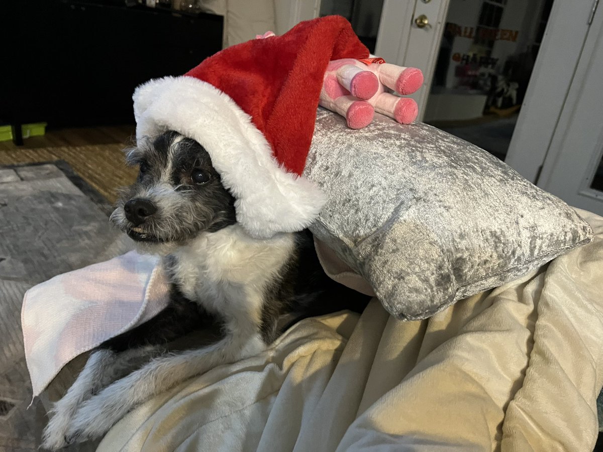 serena_reports's tweet image. That’s one patient dog…. #toddlerplaytime