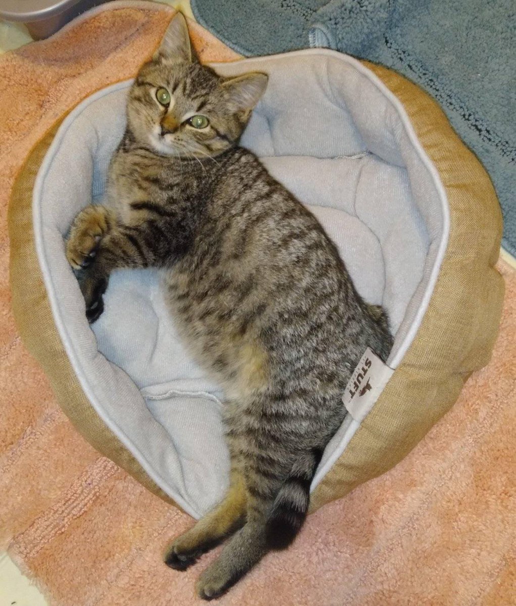 KachichanDSWKP's tweet photo. More photos of my baby Boba. She's gotten longer and has gained weight since she was rescued. She's got her first vet appointment in the morning. Wish me luck that she doesn't hate me after. π #kitten #rescue #tabby #female #kittybaby https://t.co/50UuJ4Cyvg