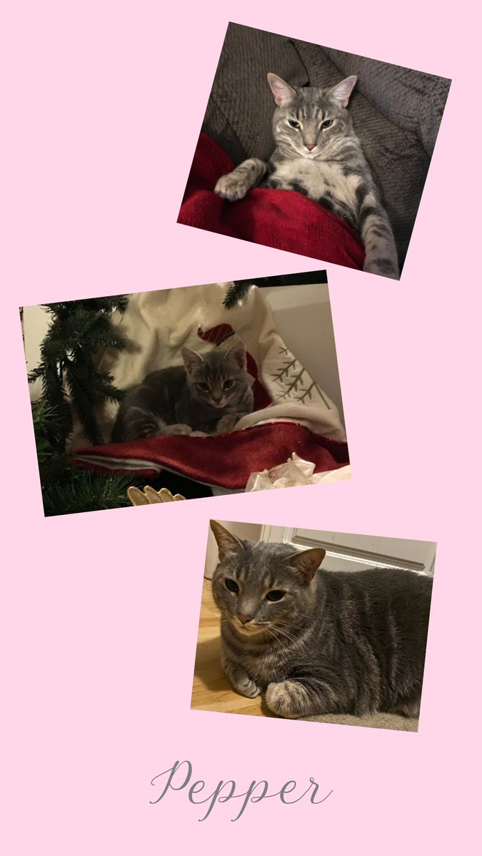 EMMASHA2155's tweet photo. Hello! My name is Pepper! #CatsOfTwitter #cats https://t.co/HddXQaMHBz