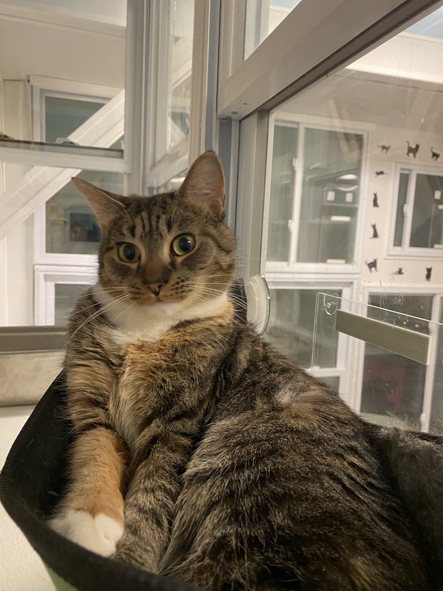 That face! 🐾❤️🐾Isn’t she cute!! 
⭐️MARIA⭐️ 
She has a favorite place to spend her free time while in our cattery! We call it Maria’s boat, she calls it nap time! 
#rowrowrowyourboat 
#funnycats
#cats
#happycats
#sweetcats
#tabbycat
#catsdoingthings 
#catsofinstagram