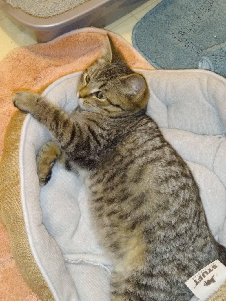 KachichanDSWKP's tweet photo. More photos of my baby Boba. She's gotten longer and has gained weight since she was rescued. She's got her first vet appointment in the morning. Wish me luck that she doesn't hate me after. π #kitten #rescue #tabby #female #kittybaby https://t.co/50UuJ4Cyvg