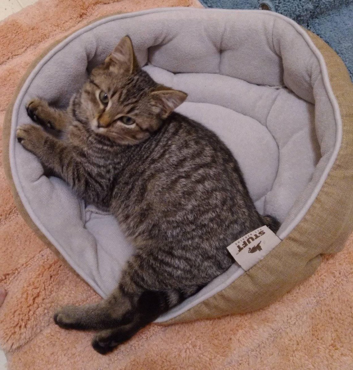 KachichanDSWKP's tweet photo. More photos of my baby Boba. She's gotten longer and has gained weight since she was rescued. She's got her first vet appointment in the morning. Wish me luck that she doesn't hate me after. π #kitten #rescue #tabby #female #kittybaby https://t.co/50UuJ4Cyvg