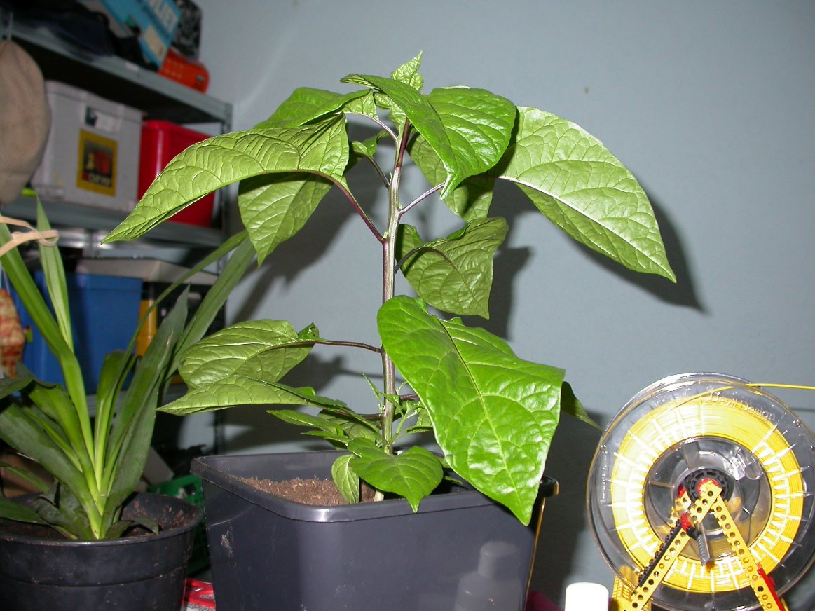 buZztiaan's tweet photo. Carolina Reaper from my greenhouse, ~70 days old #peppers #spacebucket #bonusyucca #bonuslego https://t.co/hxUStE7q9J