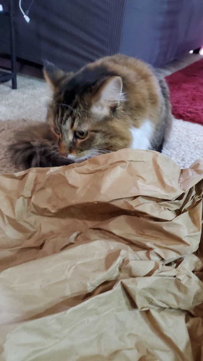 I don't mean to brag or anything but @Chewy always adds a *free gift* in my packages 😎 
#crinklepaper
