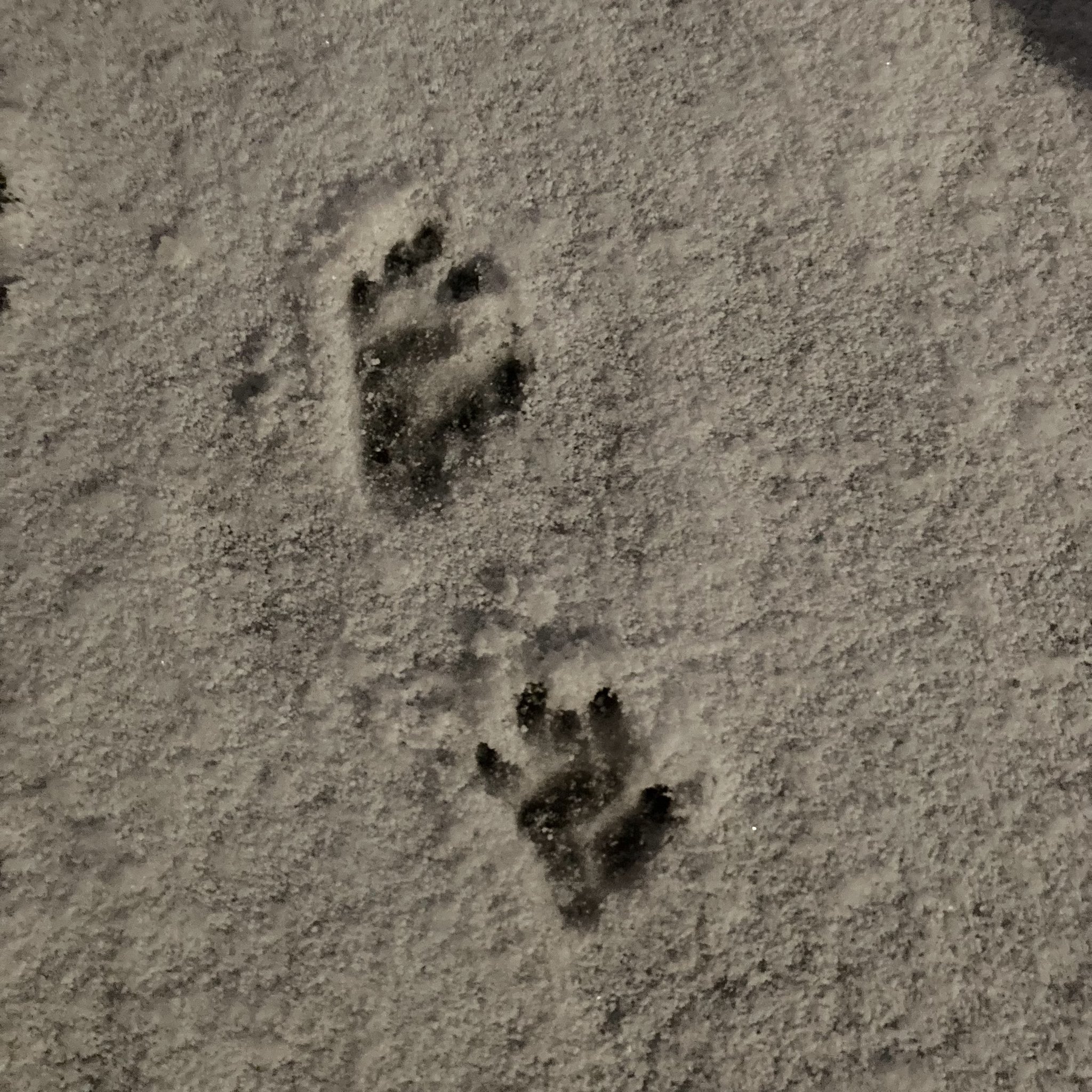 旭川市旭山動物園 公式 足跡クイズ 何の動物の足跡でしょう 答えは夜に 旭山動物園 Asahiyamazoo 足跡クイズ T Co 2r326mw8fj Twitter