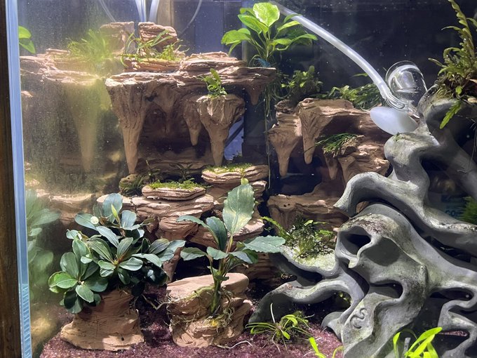 水草のtwitterイラスト検索結果 古い順 水草のtwitterイラスト検索結果 古い順