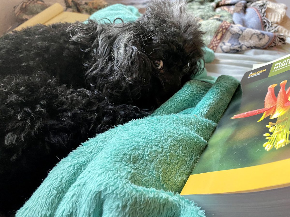 poodlemimi's tweet photo. Giving the side eye. #poodles https://t.co/f4PBgQ858b