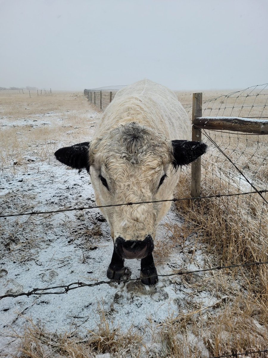 brookeaitken's tweet photo. 3 Pura Vida bulls getting fat on meager brown grass. Hope they don't see hay for a few weeks yet. @StookeyJoe #easykeeping #specklepark https://t.co/XH5dSbZGGb