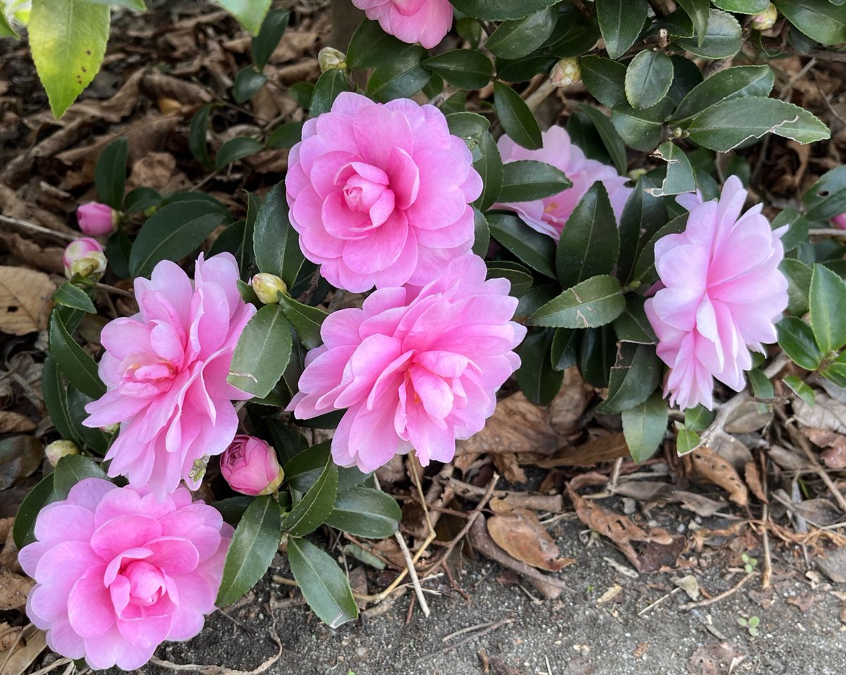 coucouTaec's tweet photo. Beautiful Camellias …would easily mistake as roses if their leaves weren't so different 🌿
#beautifulflowers #justoutside https://t.co/5apBp6QqjI