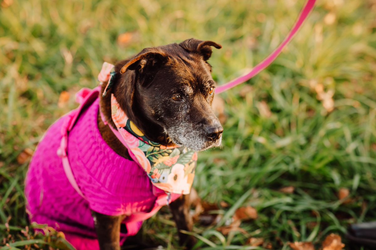 WigglesLarue's tweet photo. Happy #NationalMuttDay to awl me frens 🥰🐶🐾!  ❤️, da Wiggles 🐾 #muttsarethebest #wigglesisamutt #wigglesisthebest #ilovemutts #muttsaresocute #ilikebigmuttsandicannotlie #dogsoftwitter https://t.co/VmM5h1pIZz