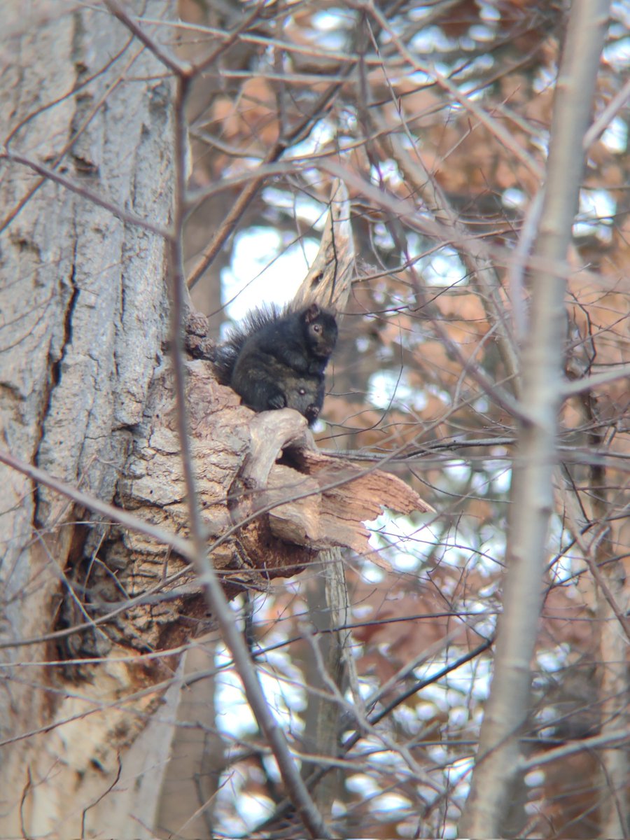 An Eastern gray squirrel lettin' it all hang out. Grays have 2 litters/year - spring &amp; late summer-fall. In spring they nest in cavities, and leaf nests (dreys) in fall. Those dreys are often crawling with bugs that other animals, like birds, will eat! #wildlife #squirrel
