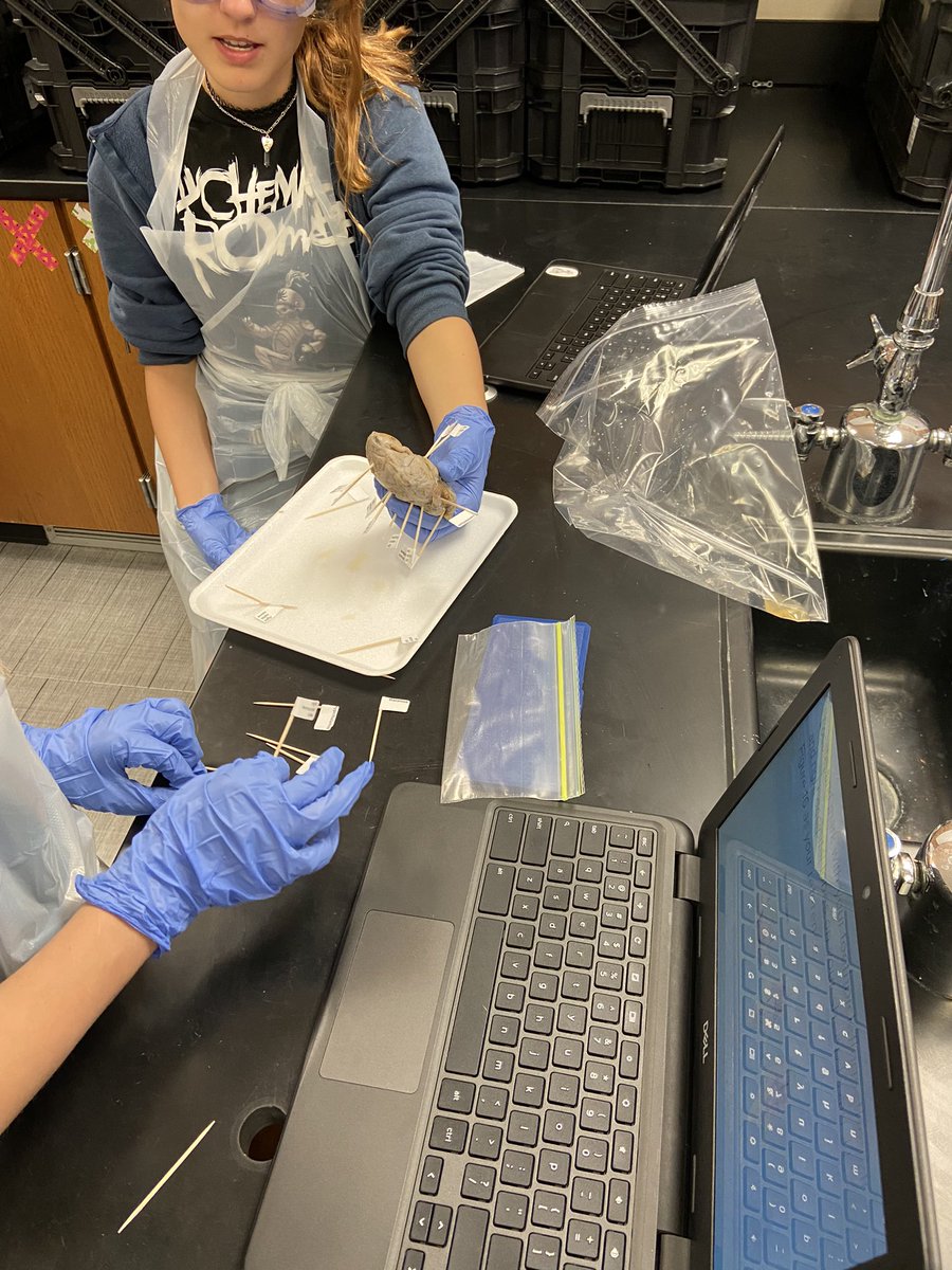 Love brain dissection day!