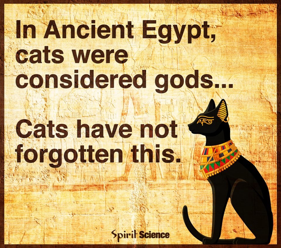 EgyptianCoin's tweet photo. https://t.co/lz9k5IknF6