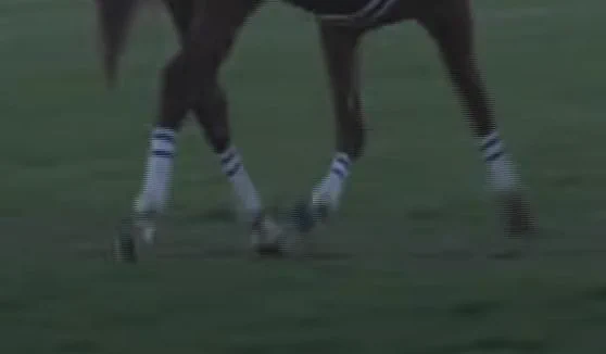 youtubeのオススメでお馬さんの方のダスカの有馬記念の動画出てきて見てたら気付いて「ああ～～～～～～～～～」ってなったとこ 今更感 